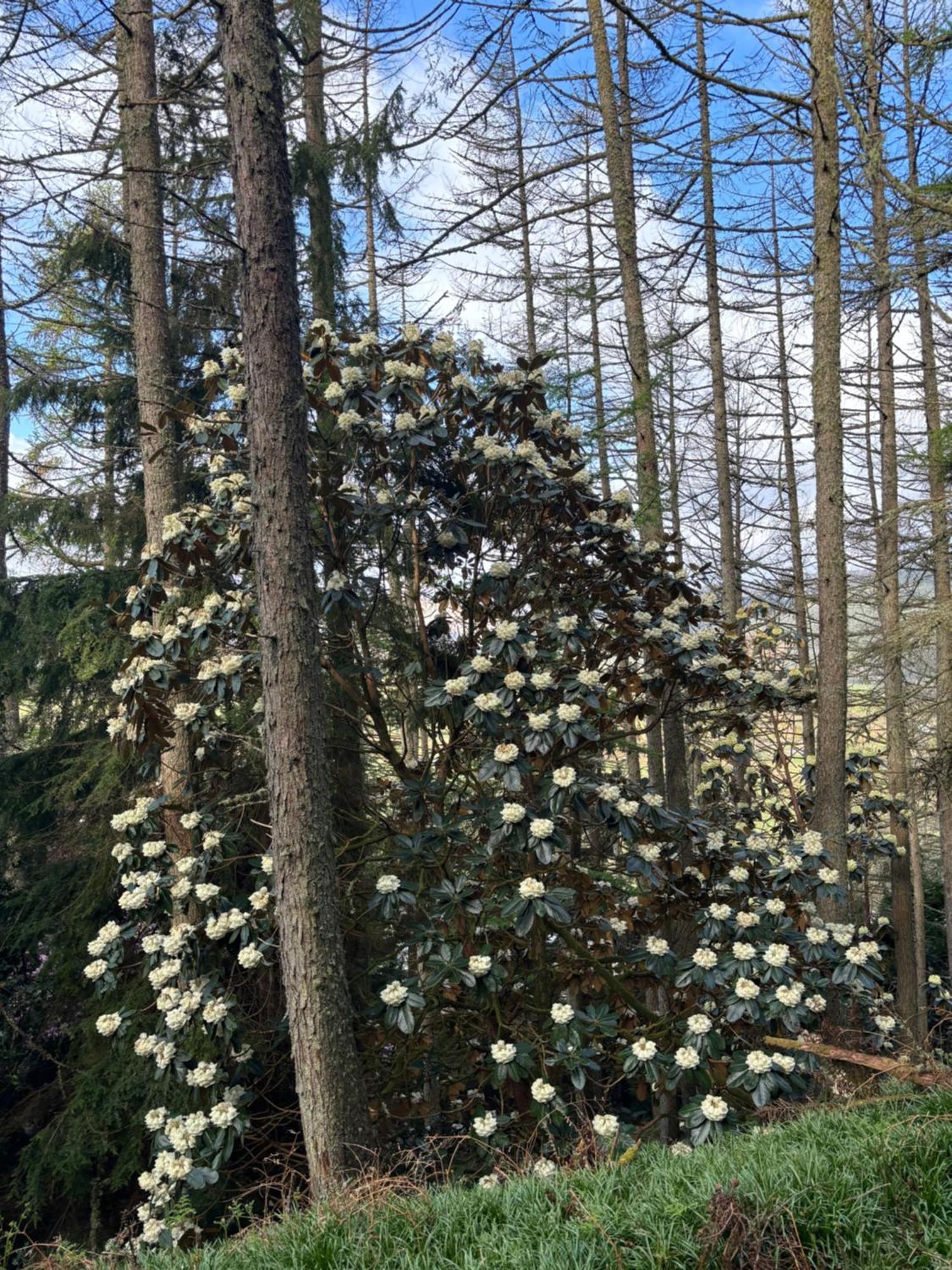 North Lodge Kilmun Bagian luar foto