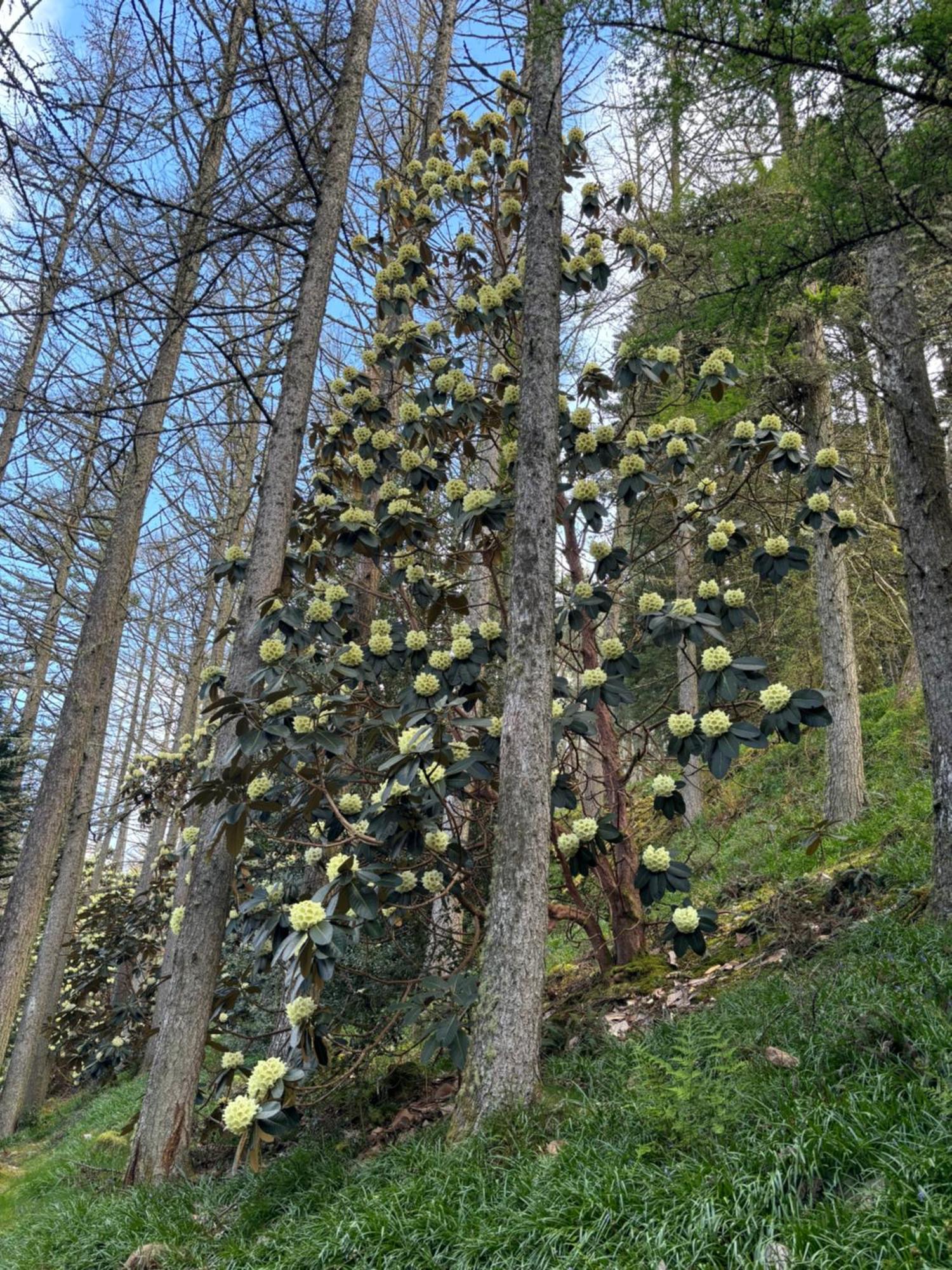 North Lodge Kilmun Bagian luar foto