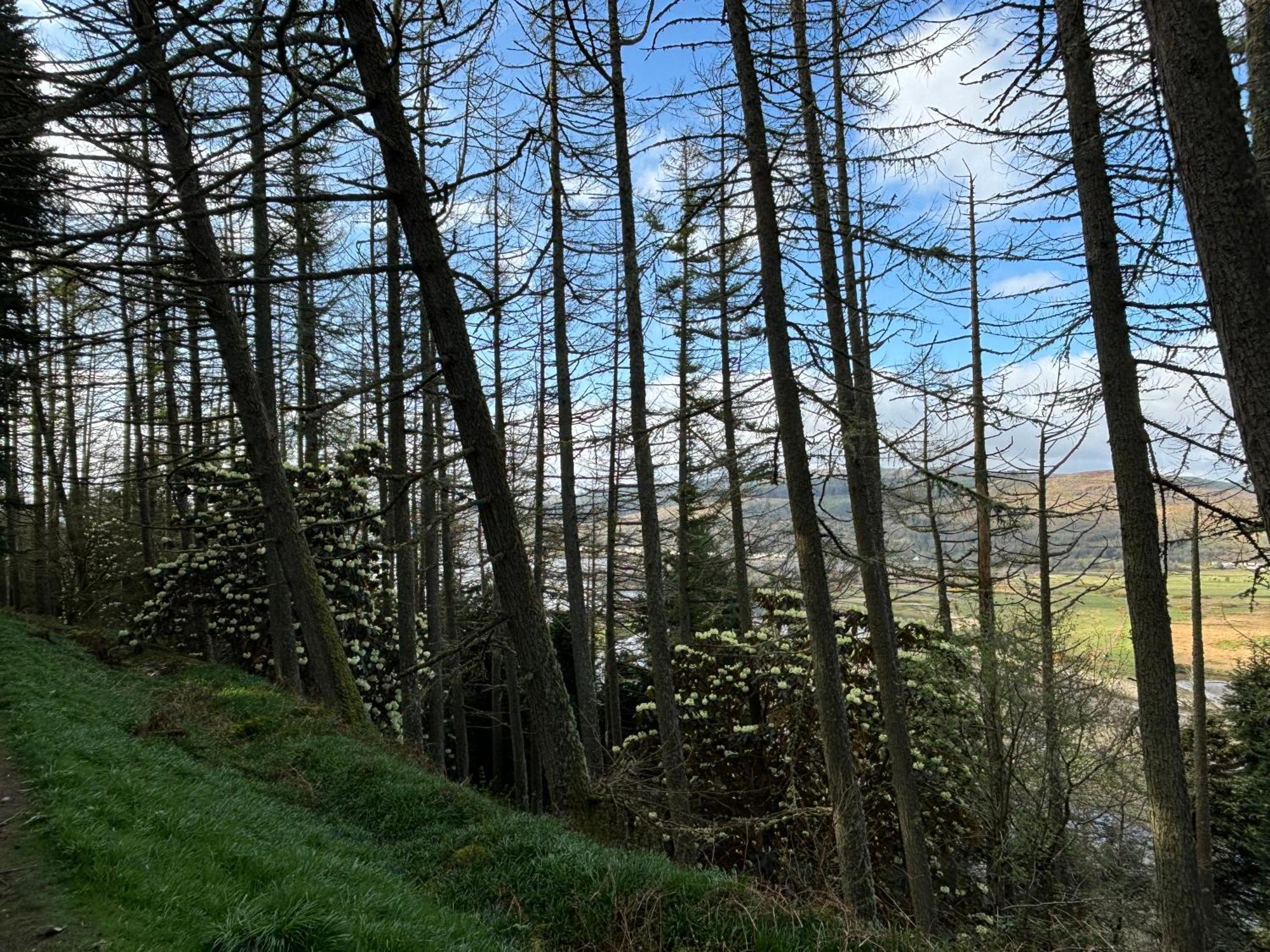 North Lodge Kilmun Bagian luar foto